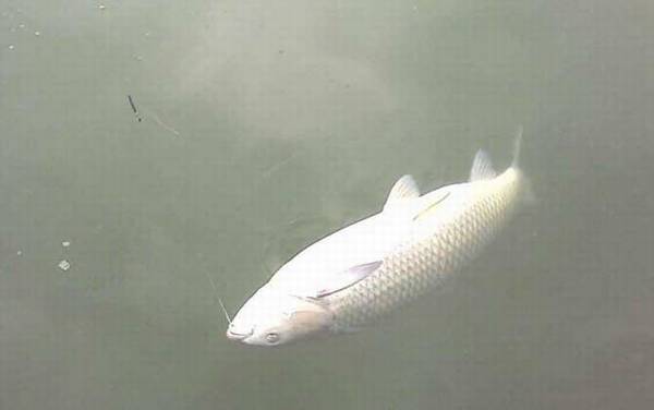 钓草鱼什么时候最好钓?