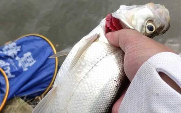 用玉米钓翘嘴怎样让翘嘴连口?