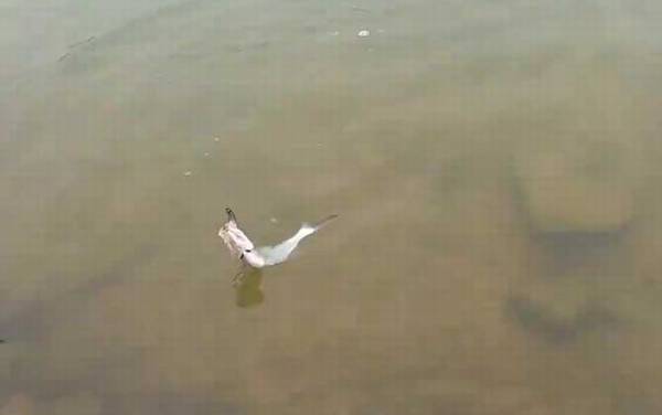 路亚翘嘴什么时间最好钓?