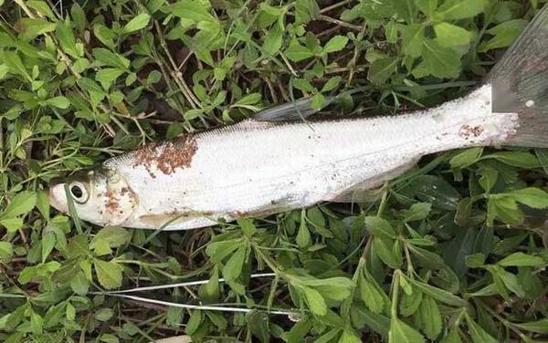 路亚翘嘴炸水不咬钩怎么办?