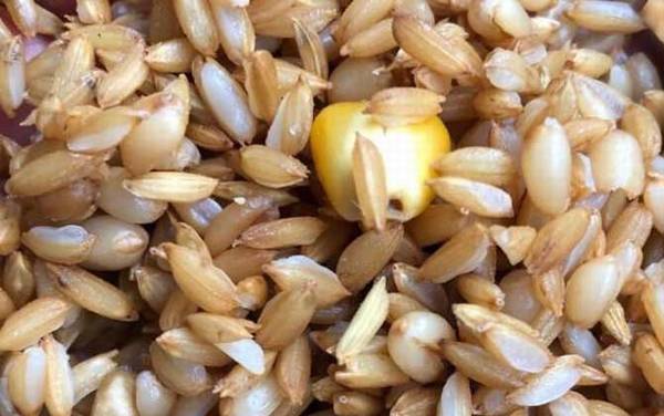 谷麦钓法一般用多长的竿?