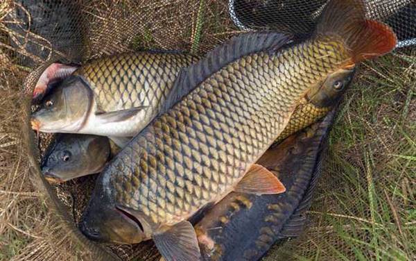 谷麦钓法一般用多长的竿?