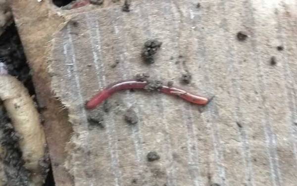 蚯蚓怎么钓鱼容易上钩?