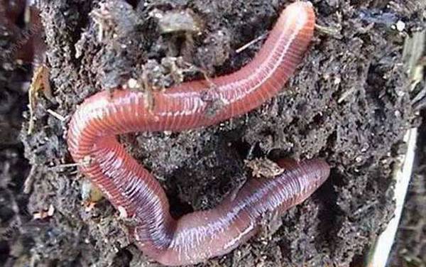 蚯蚓泡酒钓鱼一绝是真的吗?