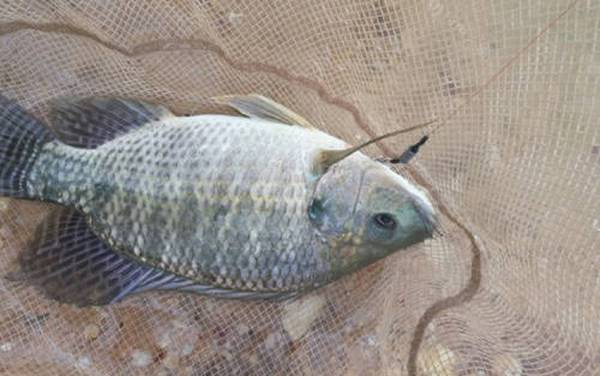 晚上钓罗非鱼可以吗?