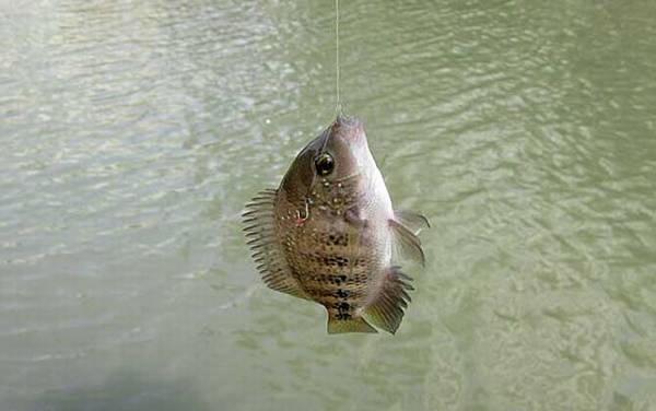 夜钓罗非鱼钓什么位置最好?