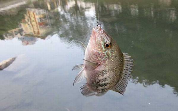 夜钓罗非鱼钓什么位置最好?