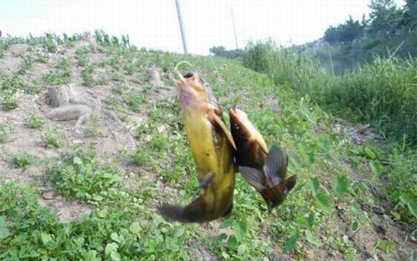 钓黄辣丁钓钝还是钓灵?