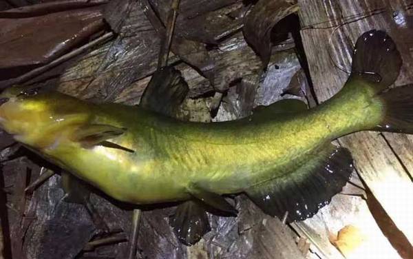 钓黄辣丁钓钝还是钓灵?