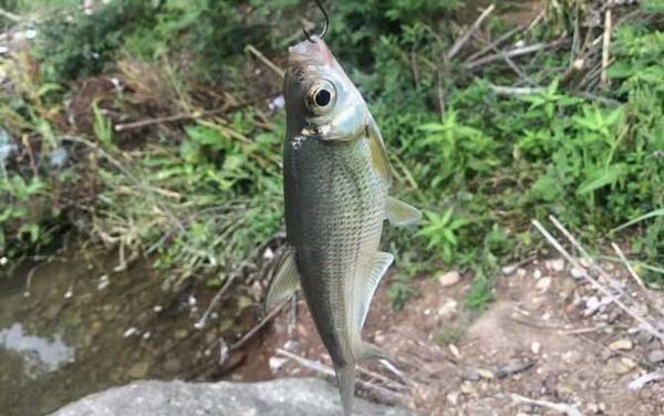 什么样的地方适合钓路亚?