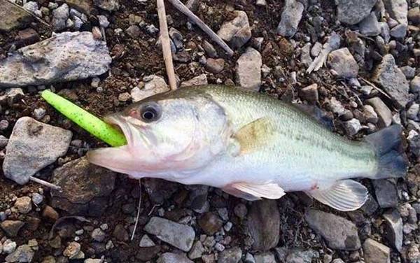 路亚钓法需要打窝吗?