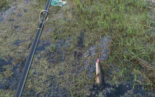 路亚钓法需要打窝吗?