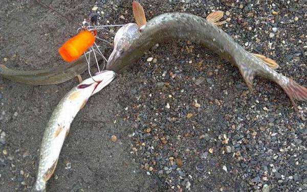 路亚钓法晚上可以玩吗?