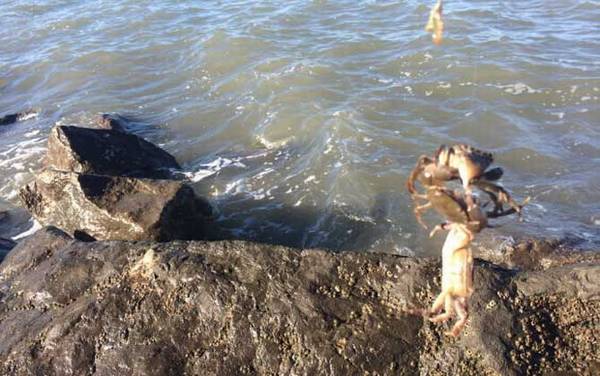 螃蟹什么时候好钓?