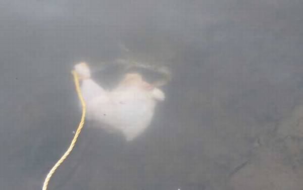 螃蟹什么时候好钓?