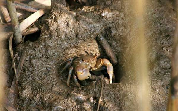 螃蟹什么地方好钓?