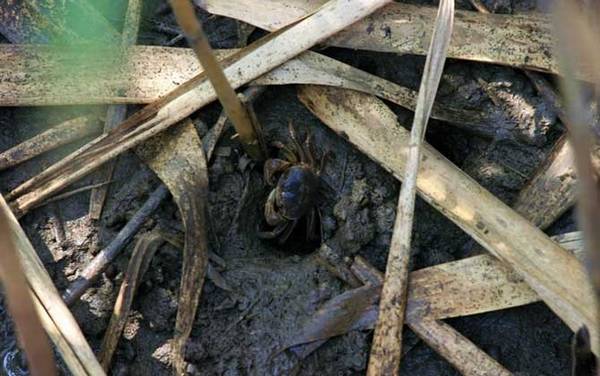 螃蟹什么地方好钓?