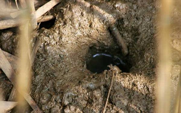 螃蟹什么地方好钓?