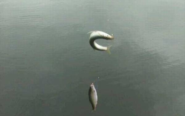 钓白条鱼如何调漂?