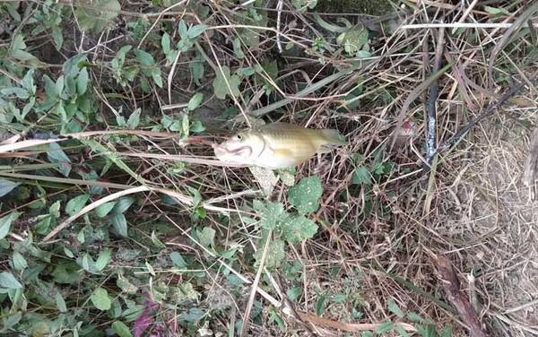 春天钓鲫鱼用什么线组?