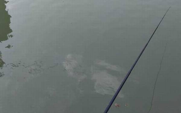 春天钓鲫鱼用什么线组?