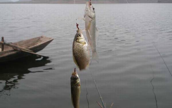 春天钓鲫鱼浅滩多深好?