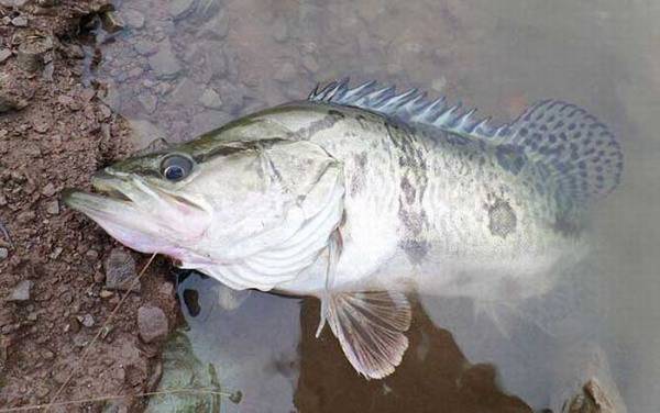 钓桂鱼的最佳时间