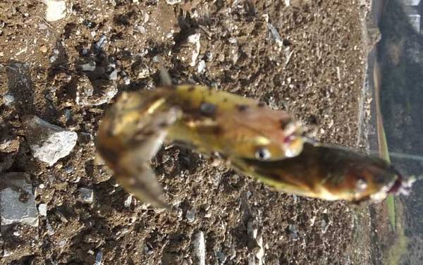 黄颡鱼什么时候好钓?