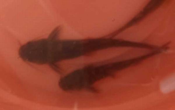 黄颡鱼什么时候好钓?