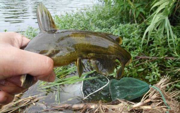 黄颡鱼什么时候好钓?