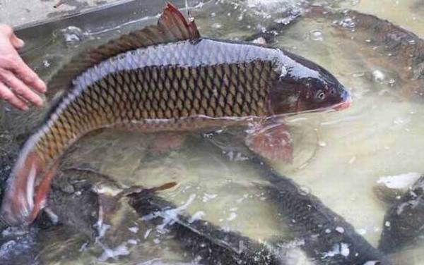 钓鲤鱼如何调漂才好?