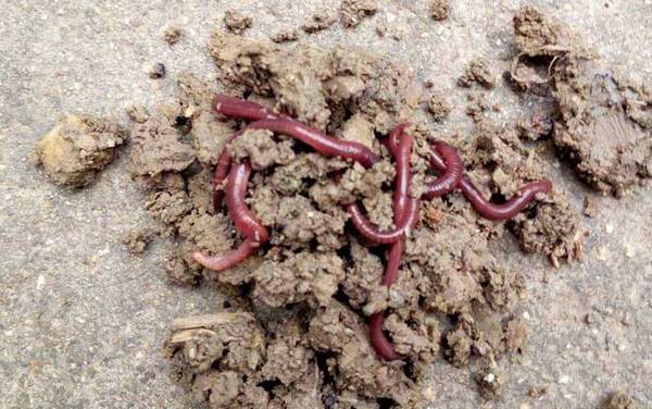 用蚯蚓钓鱼怎样调漂?
