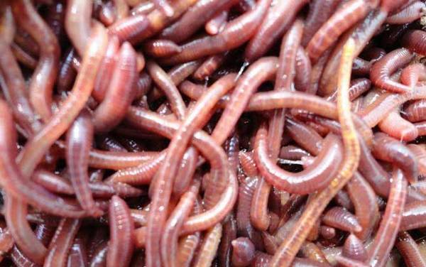 ����������������죿