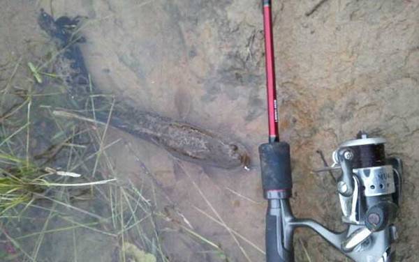 路亚黑鱼什么时候最合适?