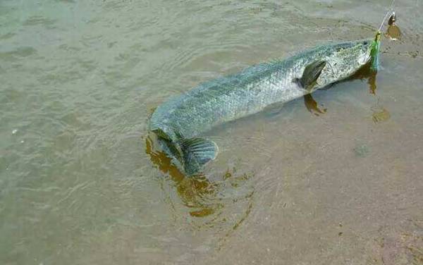 路亚黑鱼什么时候最合适?