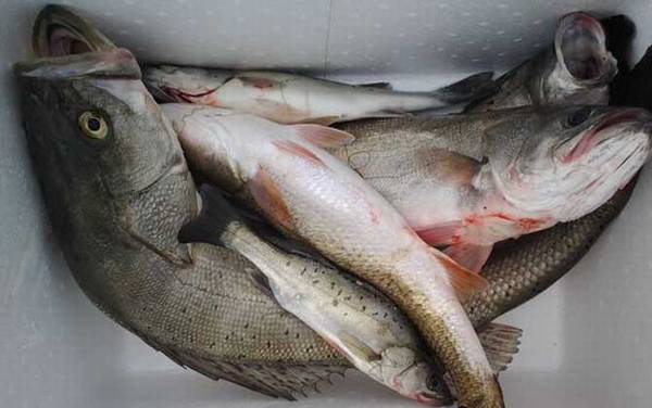 鲈鱼怎么钓上鱼快?