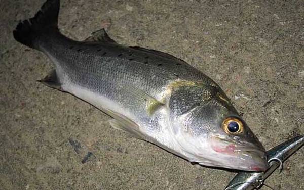 鲈鱼怎么钓上鱼快?