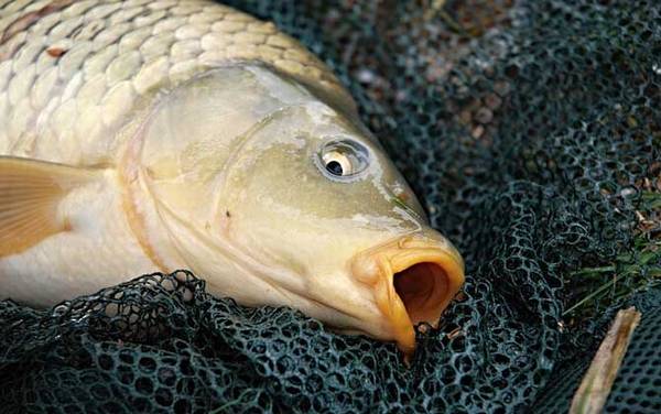 台钓怎样钓鲤鱼?