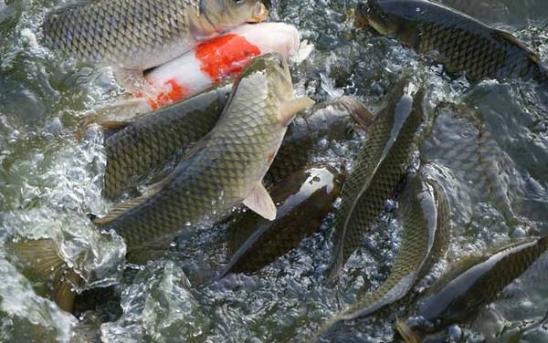 钓鲤鱼调几钓几最好?