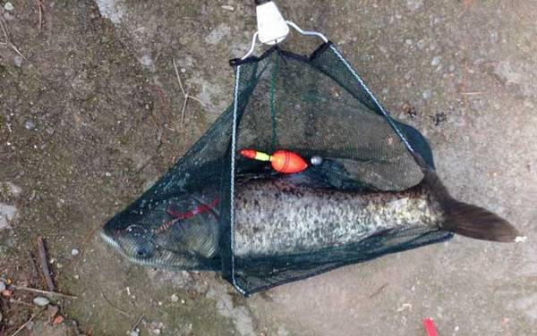 钓大头鱼怎么调漂?