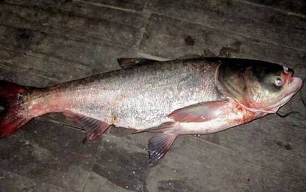 钓大头鱼怎么调漂?