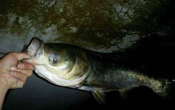 钓大头鱼怎么调漂?