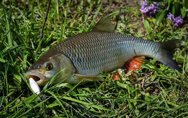 钓草鱼如何调漂才好?