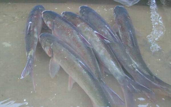 春季钓鲢鱼技巧大全