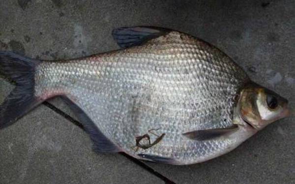 钓草鱼鳊鱼怎么调漂?