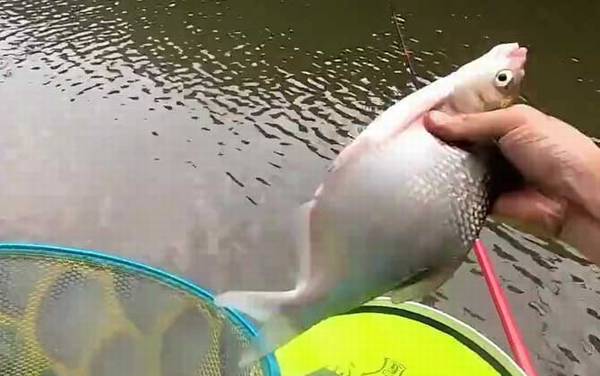 钓草鱼鳊鱼怎么调漂?