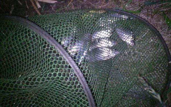 晚上钓鱼真的好钓吗?