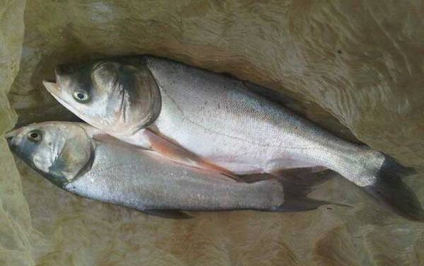 鲢鱼钓法实用技巧大全