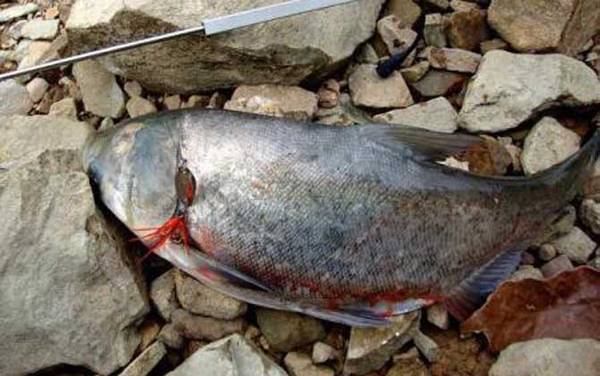 鳙鱼钓浮还是钓底?