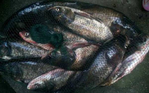 鳙鱼钓浮还是钓底?